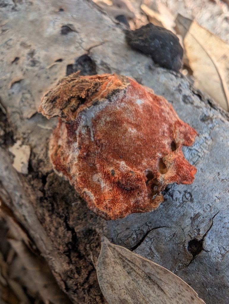 Trametes coccinea · March 2026 · photo: © atsushi_nakajima_cirque (iNaturalist, cc-by)