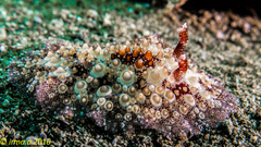 Carminodoris estrelyado