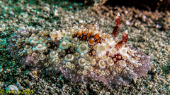 Carminodoris estrelyado