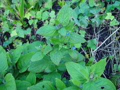 Pentaglottis sempervirens
