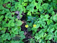 Potentilla indica