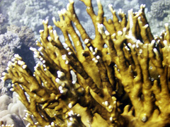 Millepora dichotoma