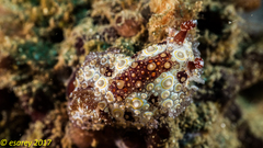 Carminodoris estrelyado