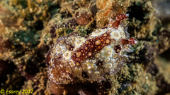 Carminodoris estrelyado