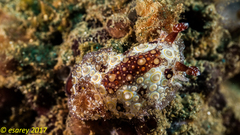 Carminodoris estrelyado