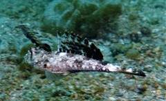 Dactylopus dactylopus