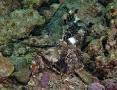 Dactylopus dactylopus