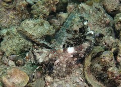 Dactylopus dactylopus