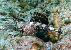 Dactylopus dactylopus