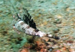 Dactylopus dactylopus