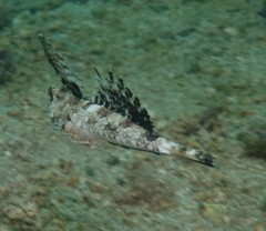 Dactylopus dactylopus