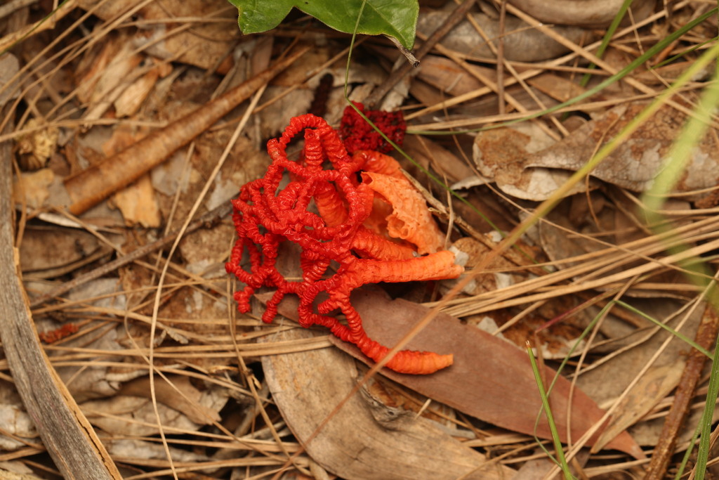 Colus pusillus · March 2026 · photo: © martin487 (iNaturalist, cc-by)