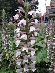 Acanthus mollis