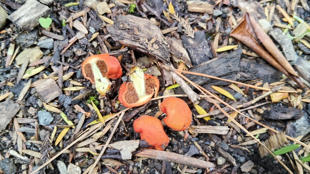 Leratiomyces erythrocephalus · March 2026 · photo: © john_barkla (iNaturalist, cc0)