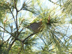 Fulvetta ruficapilla