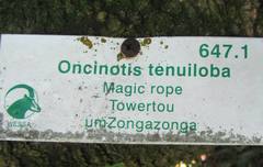 Oncinotis tenuiloba
