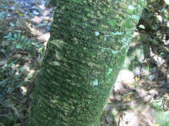Oncinotis tenuiloba