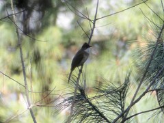 Pycnonotus xanthorrhous