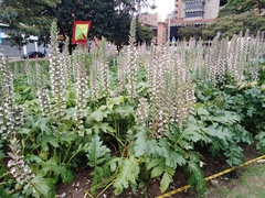 Acanthus mollis