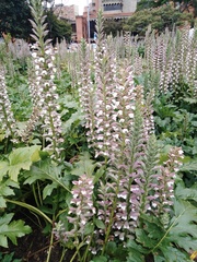 Acanthus mollis