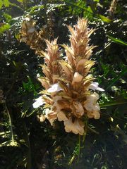Acanthus montanus