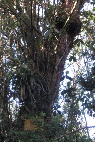 Podocarpus oleifolius