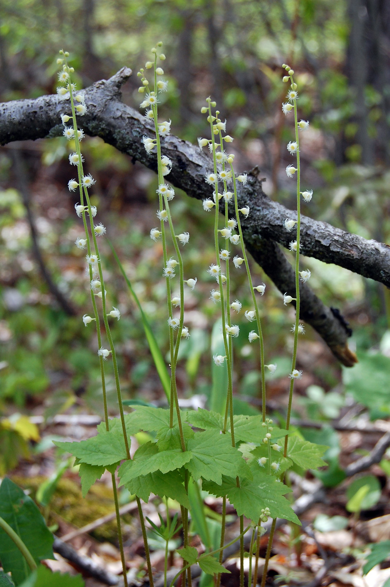 Mitella diphylla