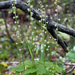 Mitella diphylla - Photo (c) Peter Gorman，保留部份權利CC BY-NC-SA