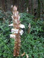 Acanthus montanus
