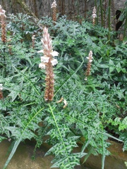 Acanthus montanus
