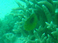 Chaetodon speculum