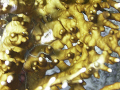 Ophiothrix