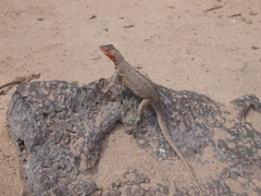 Microlophus barringtonensis