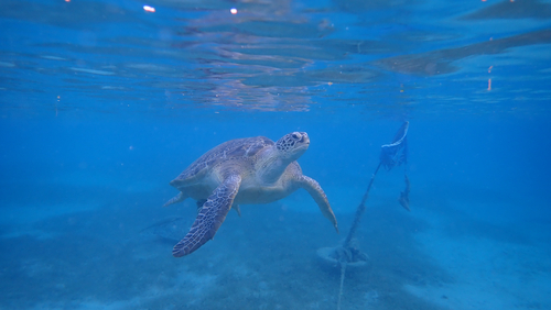 Chelonia mydas
