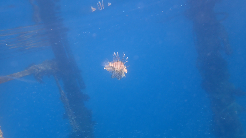 Pterois miles