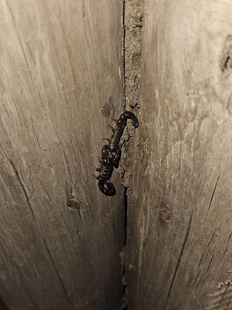 Bothriurus coriaceus
