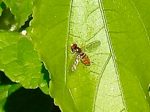 Unknown species found near Grand Isle Pkwy, Grand Isle, LA, US