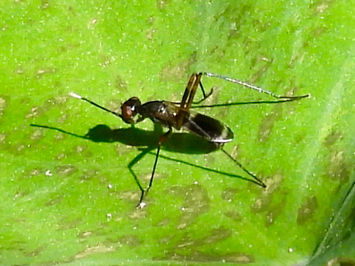 Unknown species found near Grand Isle Pkwy, Grand Isle, LA, US