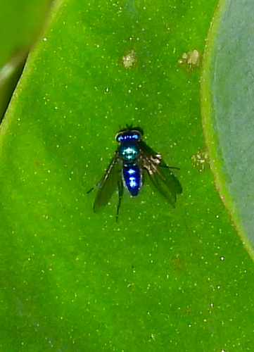 Unknown species found near Grand Isle Pkwy, Grand Isle, LA, US