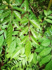 Leea guineensis image