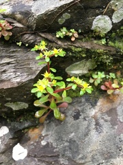 Sedum actinocarpum