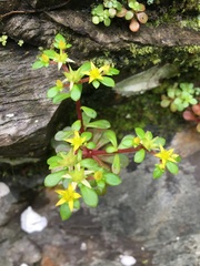 Sedum actinocarpum