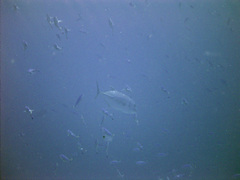Caranx