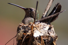 Cynanthus latirostris