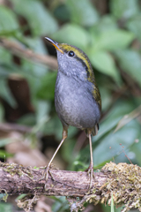 Grey-Bellied Tesia photo 5