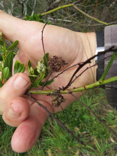 Unknown species found near San Mateo County, CA, USA