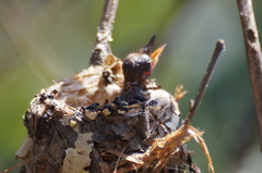 Cynanthus latirostris