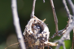 Cynanthus latirostris