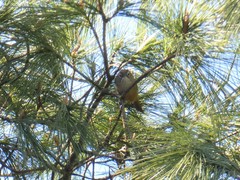 Fulvetta ruficapilla