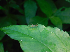 Phylloscyrtus amoenus